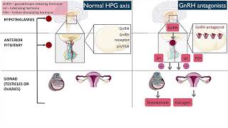 Gonadotropinreleasing hormone GnRH antagonists [upl. by Aymik]