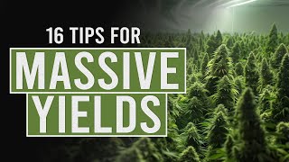 16 tips for Bigger Cannabis Yields [upl. by Celie]