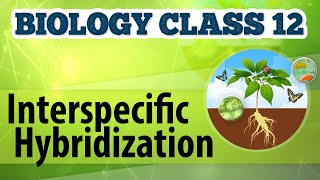 Interspecific Hybridization  Animal Husbandry  Biology Class 12 [upl. by Hoeg]