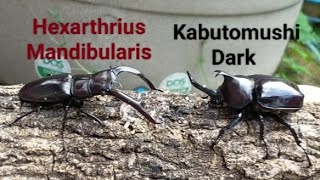 EP01  Hexarthrius Mandibularis vs Dark Kabutomushi Stag beetle vs Rhinoceros beetle [upl. by Orteip]