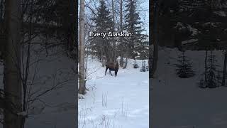 Moose hunting season moose alaskan hunting [upl. by Notsud]