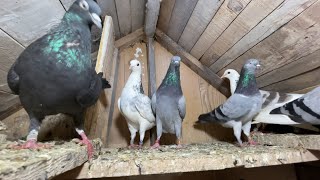 My Pigeons Tipplers 2023 [upl. by Atilemrac260]