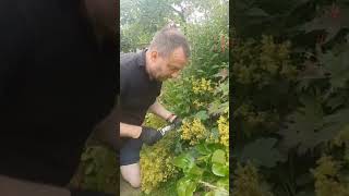 Alchemila mollis Ladys Mantle  How to Prune Alchemila to Prevent Self Seeding  Gardening Tips [upl. by Akimas]