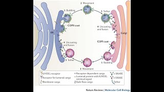 Endoplasmatisches Reticulum GolgiApparat Vorlesung Zellbiologie Teil 15 [upl. by Steffy]