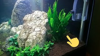 HOW TO Plant Narrow Leaf Java Fern [upl. by Middendorf]