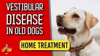 5 Essential Home Treatment Tips for Old Dog Vestibular Disease  Dog Health Vet Advice [upl. by Aryamoy]