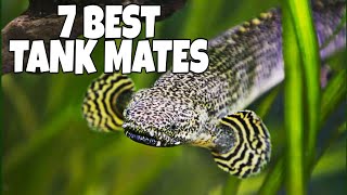 7 Most Suitable Tank Mates For Bichir Fish [upl. by Alleinad]