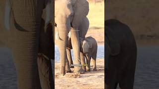 😱Resilient Tuskless Baby Elephant Thrives Against All Odds in Kruger National Park animals [upl. by Pinckney]