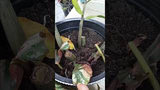 How to propagate begonia from leaves ShortsLekshmisWorld [upl. by Mayne389]