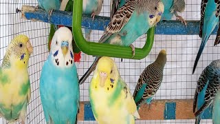 Parakeet Sounds for sleeping [upl. by Bunnie745]