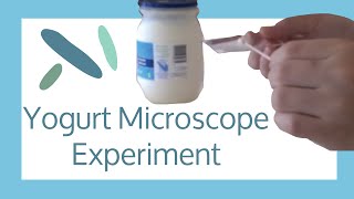 Yogurt Microscope Experiment [upl. by Croix548]