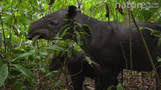 Female Bairds tapir feeding on leaves in rainforest with baby Corcovado National Park Costa Rica [upl. by Fredenburg]