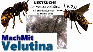 MachMit VELUTINA Nestsuche  Gemeinsam Biodiversität schützen [upl. by Stewart]