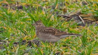 Skowronki  Skylarks [upl. by Akins]