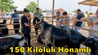 150 Kiloluk İkiz Honamlı Pazarın En Büyükleri Kurbanlık Fiyatları 2023 Kadirli [upl. by Ennahoj]