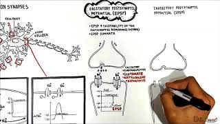 Neuron Neuron Synapses EPSP vs IPSP [upl. by Landa391]