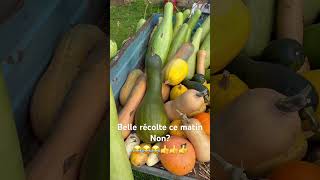 Courge de 1m30 et potiron de 13kg30 👍👍 [upl. by Ahtilat]