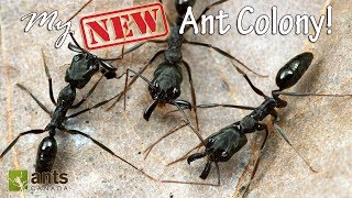 My New Awesome Ant Colony [upl. by Welker]