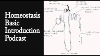 Homeostasis Introduction Podcast [upl. by Post]