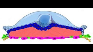 EMBRYOLOGY IV Gastrulation Lets Start the Embryonic Period 3rd week [upl. by Garate]