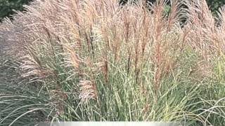 Miscanthus sinensis variegatus Maiden grass [upl. by Amatruda]