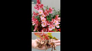 How to Propagating Begonia semperflorens by leaves [upl. by Nessa552]