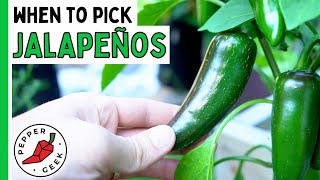 When To Harvest Jalapeño Peppers  How To Know Theyre Ready  Pepper Geek [upl. by Emmalynne]