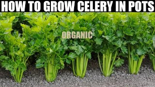 How To Plant Celery  SEED TO HARVEST  FULL INFORMATION [upl. by Chien]