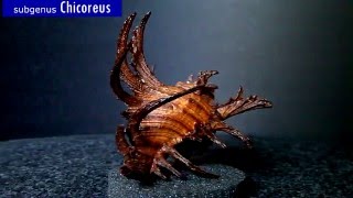 GklinShells  Muricidae genus Chicoreus [upl. by Aham]