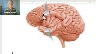 Anatomy of CNS Module in Arabic 2024 Sulci and gyri of lateral surface of cerebral hemispheres [upl. by Hosbein4]