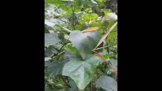 Anssgarden Cotton Plants  Rainy Season [upl. by Strickman]