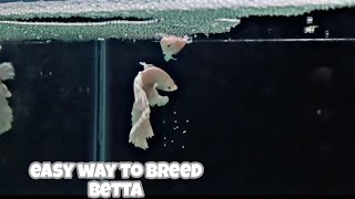 How to breed BETTA FISH  Step by step breeding process  easiest way to breed betta [upl. by Nuris]