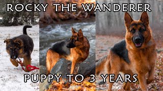 GERMAN SHEPHERD PUPPY GROWING UP  8 WEEKS TO 3 YEARS [upl. by Ling905]