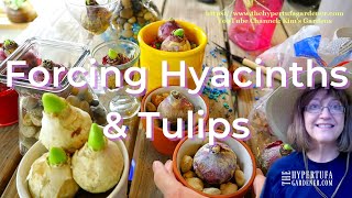 Forcing Tulip amp Hyacinth Bulbs  So Easy To Do  Such Scent amp Color  Try It If You Long for Spring [upl. by Rausch]