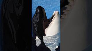 Orcas The Oceans True Rulers [upl. by Estes]