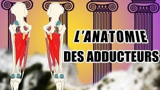 Lanatomie des ADDUCTEURS [upl. by Nodnrb]