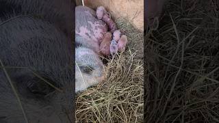 Mini piglets  pig minipig cute baby farming animals [upl. by Vidda326]