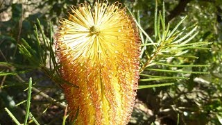 Anguss Plants for Aussie Birds  Banksia spinulosa [upl. by Eronel]