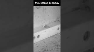 An Old But Effective Mouse Trap  Mousetrap Monday [upl. by Jo Ann526]