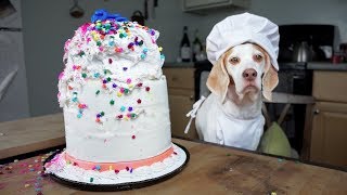 Chef Dog Bakes Cake Funny Dog Maymo [upl. by Leroy530]