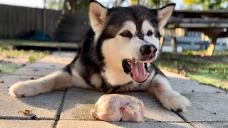 Malamute Insists On Grilled Cornish Hen Then Guards His Food With A Vengeance alaskanmalamute [upl. by Basir]