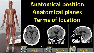 Medical terminology Anatomical position Anatomical planes Terms of location l MADE EASY [upl. by Patrizia]