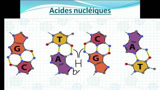 introduction au cours de biochimie structurale [upl. by Ajar]