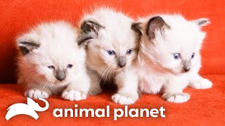 Siamese Kittens Adorable Christmas Antics  Too Cute  Animal Planet [upl. by Eniluqcaj]