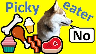 5 simple tips to make our picky Pomsky eat her dry food Picky eater dog training [upl. by Rawdin]