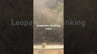 Leopardess drinking Water [upl. by Akila464]