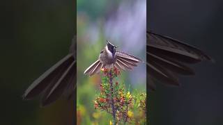 Buffy Helmetcrest Hummingbird Habitat birds endemicbirds video shorts [upl. by Ylrebma]