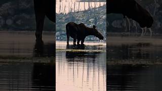 Moose does the happy dance after cooling swim 🦌💃✨ [upl. by Edniya]