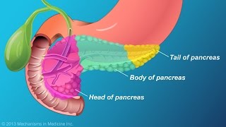 The Role and Anatomy of the Pancreas [upl. by Nudd]