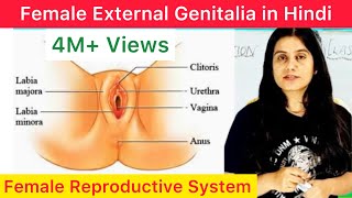 Part 1 Female Reproductive System  Human Reproductive System  Part 15 [upl. by Hannover]